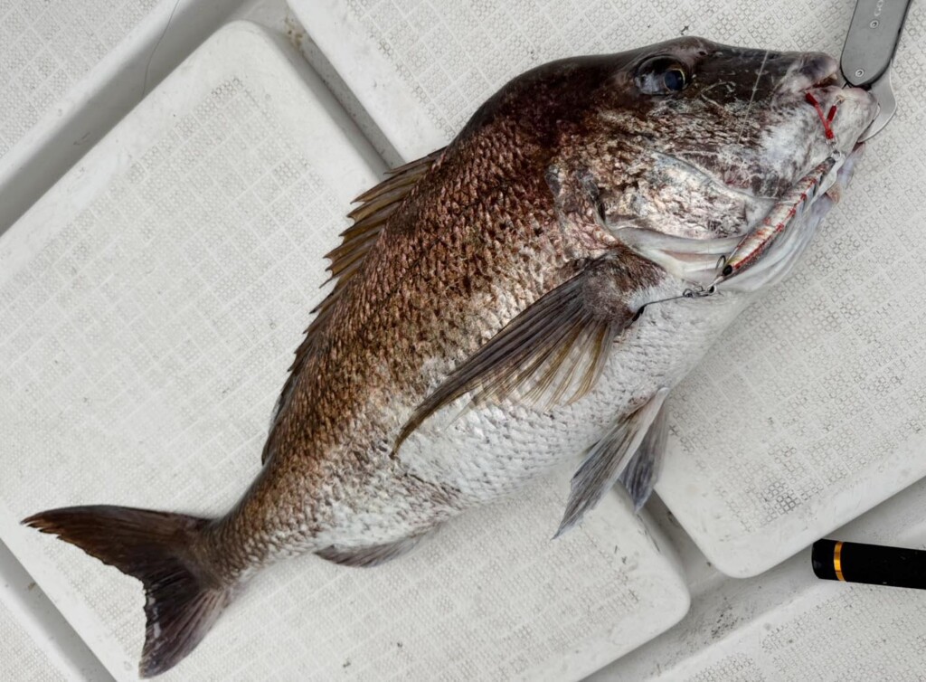 Real Fisher 海老ジグ